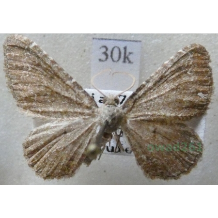 Cataclysme riguata (Hübner, 1813) Obmytek falisty Czech30k